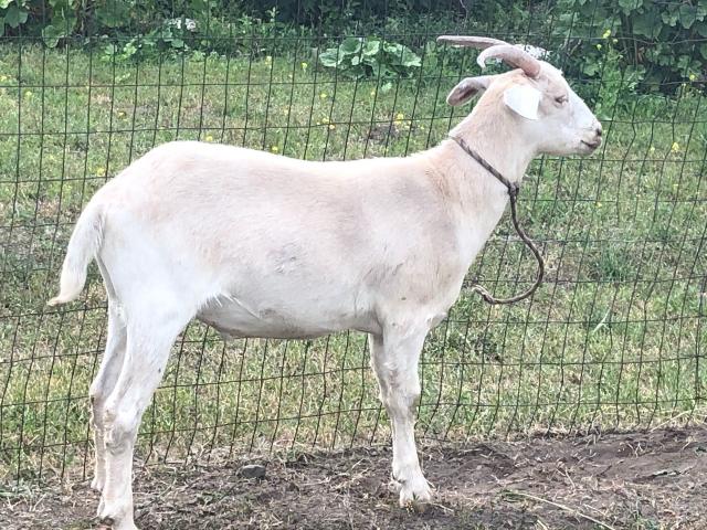 3 Fat Goats in Tonasket, Okanogan County, Washington - Hunterdon County