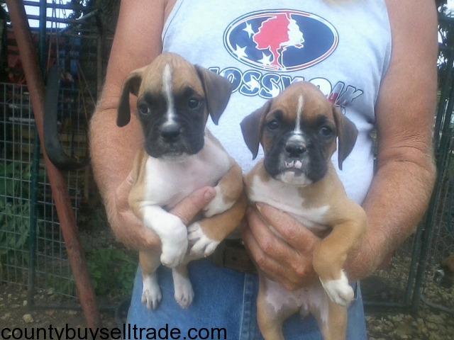 CKC Registered Boxer puppies in Travis 